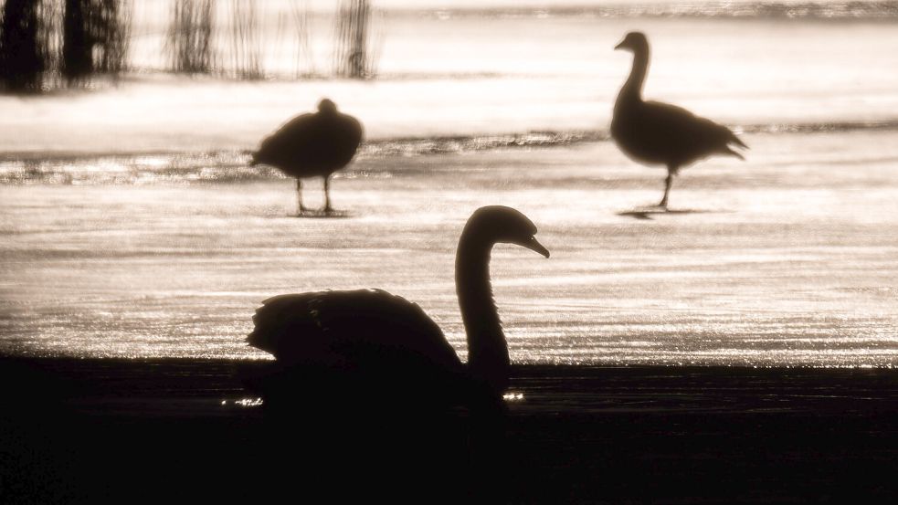 Am Werdersee hat eine Spaziergängerin einen toten Schwan gefunden. Dem Tier wurde der Kopf mitsamt Hals abgetrennt. Nun ermitteln die Polizei und die Tierschutzbehörde. Foto: Julian Stratenschulte / dpa