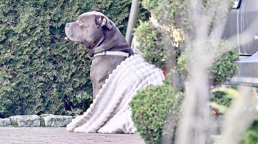 An ihm kam keiner vorbei: Ein American Bulldog verteidigte in Lohne sein totes Herrchen. Jetzt steht fest: Das Tier hat seinen Besitzer aller Voraussicht nach selbst getötet. Foto: Matthias Niehues