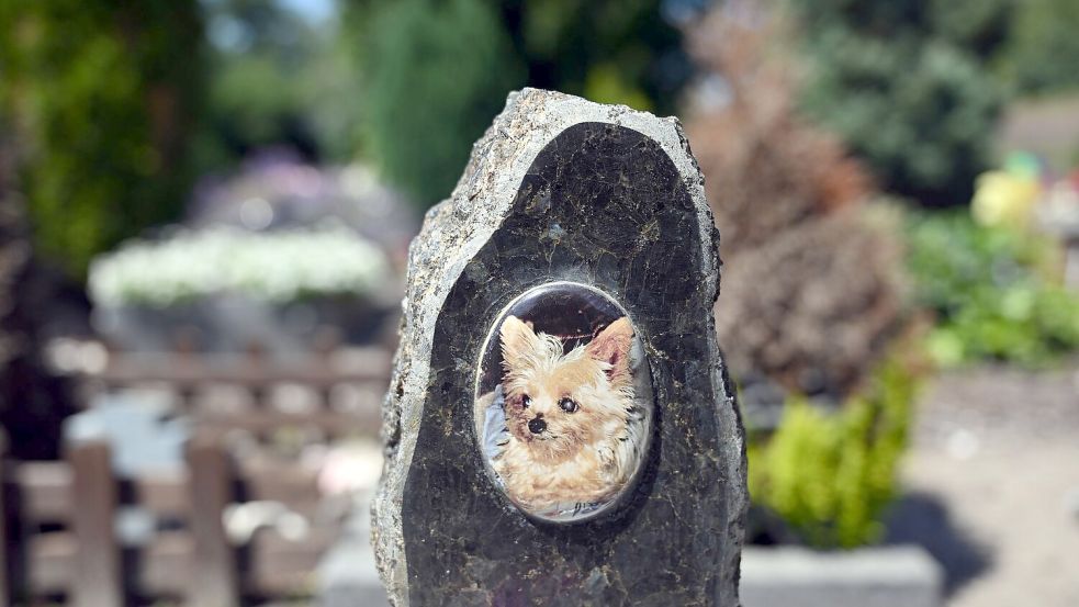 Auf einem Tierfriedhof liegen viele geliebte Haustiere begraben. Foto: Soeren Stache