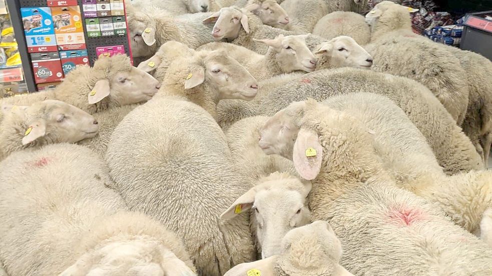 Rund 50 Schafe hatten sich von der Herde getrennt und waren in die Discounter-Filiale im bayerischen Burgsinn gelangt. Foto: dpa/Rewe Group