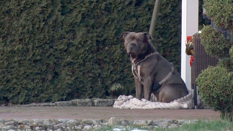 Dieser Hund soll seinen Besitzer totgebissen haben. Foto: Ulf Zurlutter/Nord-West-Media/dpa