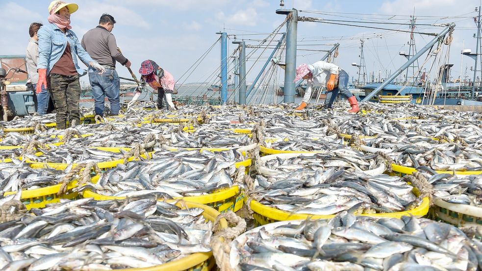 Das Abkommen hat zum Ziel, die Meereslebewesen in Gebieten außerhalb nationaler Gerichtsbarkeit zu schützen. (Archivbild) Foto: Song Weiwei