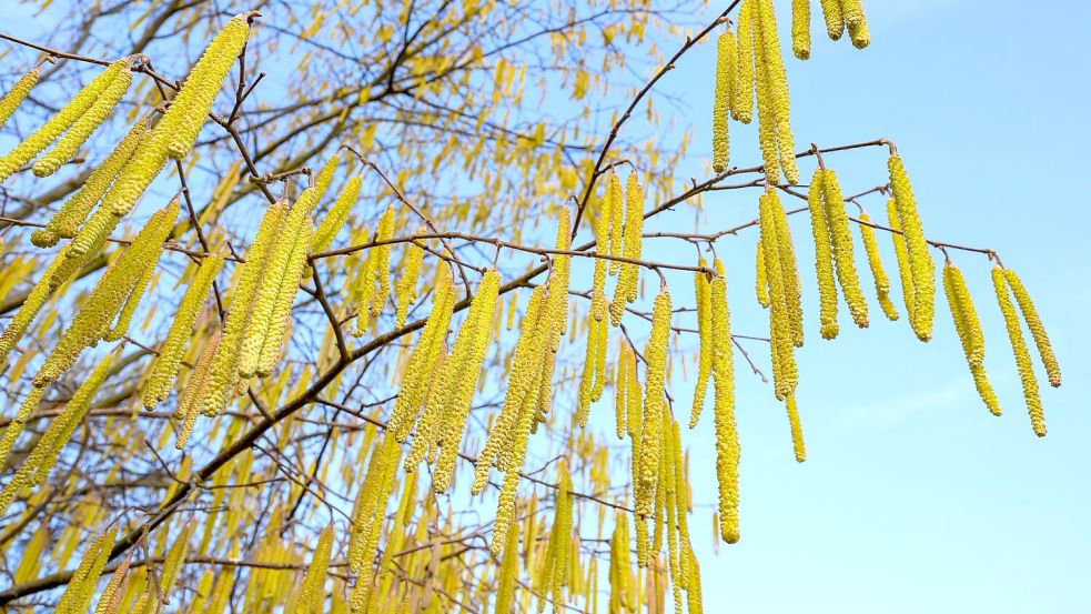 Pollen sind die häufigsten Auslöser allergischer Atemwegserkrankungen. Foto: Patrick Pleul
