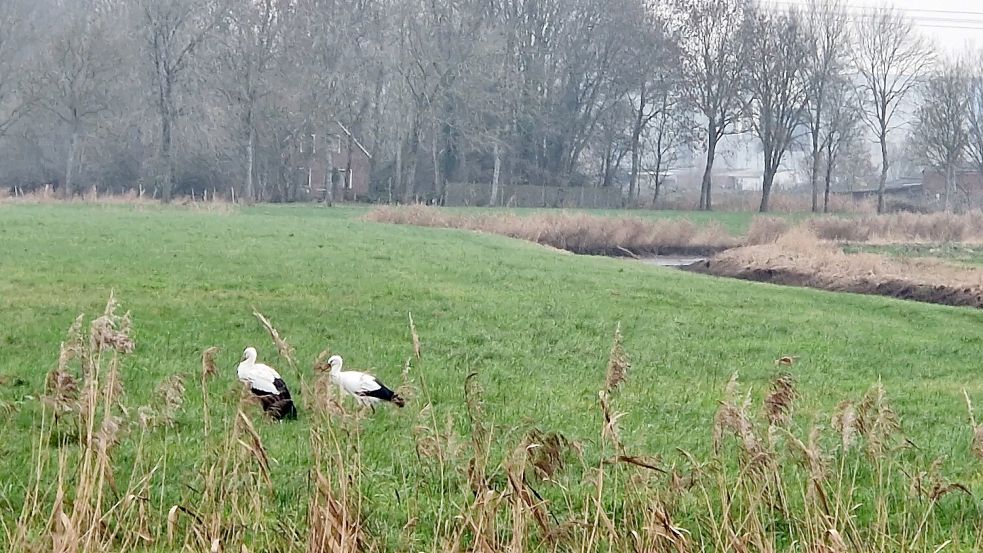 Auch am Donnerstag, 15. Januar 2026, konnte man die beiden Störche wieder an der B 436 in Weener bei der Futtersuche auf einer Wiese beobachten. Foto: Tatjana Gettkowski