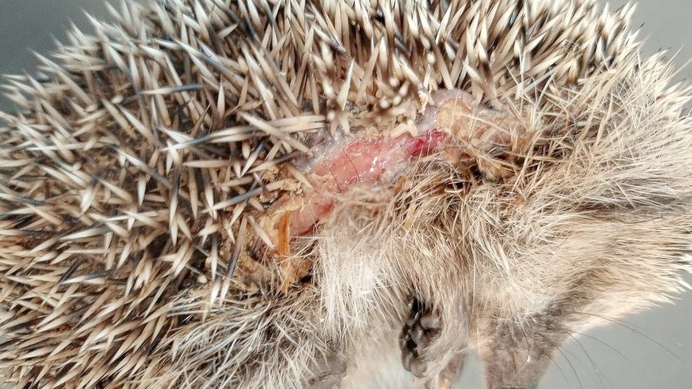 Der Kontakt mit den messerscharfen Klingen eines Mähroboters kann für Igel schwere Schnittverletzungen zur Folge haben oder auch tödlich enden. Foto: DPA