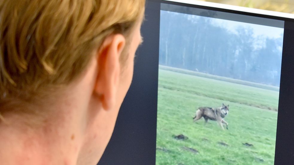 Mehrfach ist zuletzt in der Region ein Wolf gesichtet worden. Auf diesem Bild ist er zu sehen, wie er am Bussweg in Langholt entlangläuft. Foto: Henrik Zein
