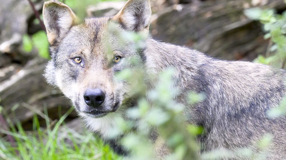 Der Landkreis ruft dazu auf Wolfs-Sichtungen und Begegnungen zu melden. Foto: Stratenschulte/dpa