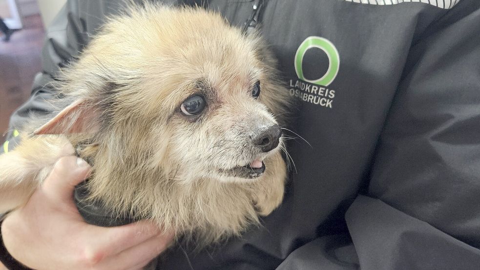 17 Hunde rettete der Veterinärdienst am Donnerstag aus einem Haus im Osnabrücker Südkreis. Einer der beteiligten Halter war ein 60-jähriger Bad Iburger, dem bereits im vergangenen Jahr 47 Hunde entzogen wurden. Foto: Landkreis Osnabrück