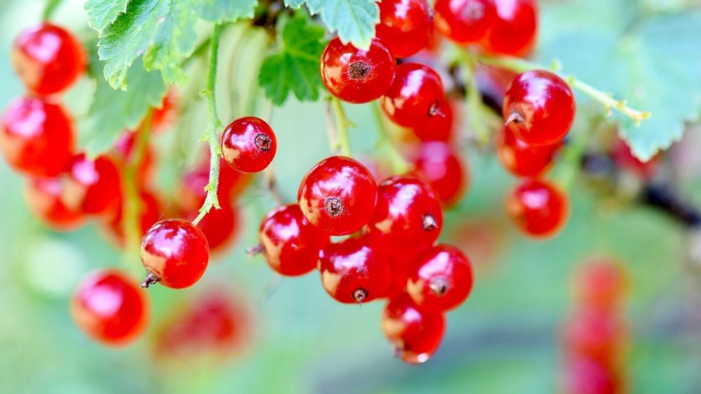 Johannisbeeren – eine Frucht, die mich immer an meine Oma erinnert. Symbolfoto: Pixabay