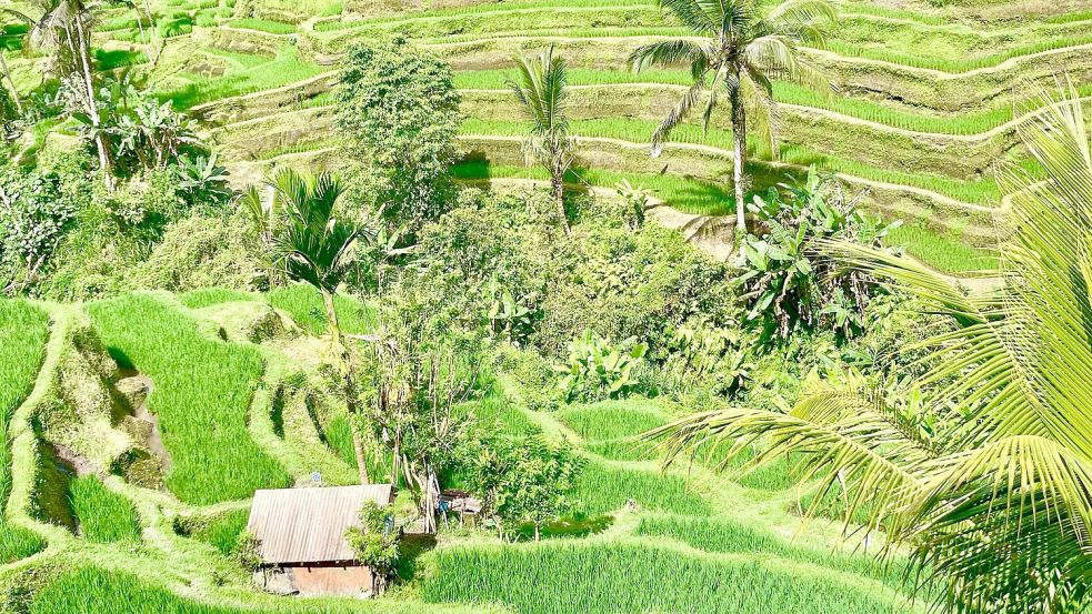 Bali ist bei Urlaubern aus aller Welt wegen seiner herrlichen Landschaften und idyllischen Reisterrassen beliebt. (Archivbild) Foto: Carola Frentzen