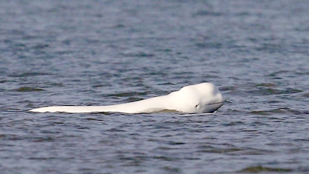 Seltene Entdeckung: Ein Belugawal schwamm vor der niederländischen Küste. Foto: Jeroen Hoekendijk/SOS Dolfijn