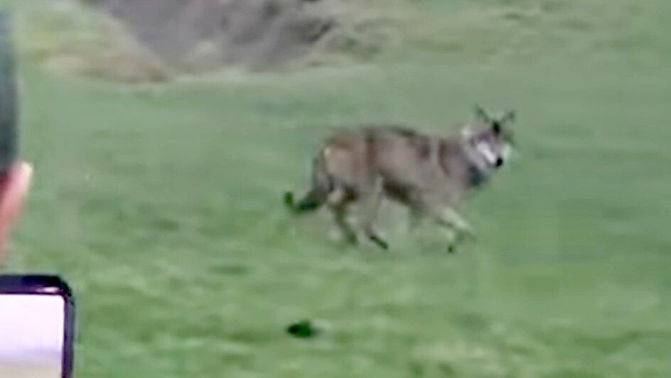 Zwei Jungjäger haben den Wolf am 18. Januar 2026 in Langholt gesehen und gefilmt. Screenshot: Henrik Zein