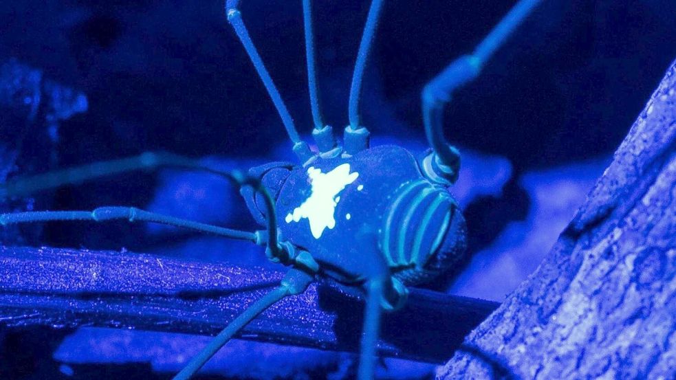 Unter UV-Licht kommt das Rückenmuster des Weberknechts besonders zur Geltung. Foto: Konrad Wothe/SNSB/dpa