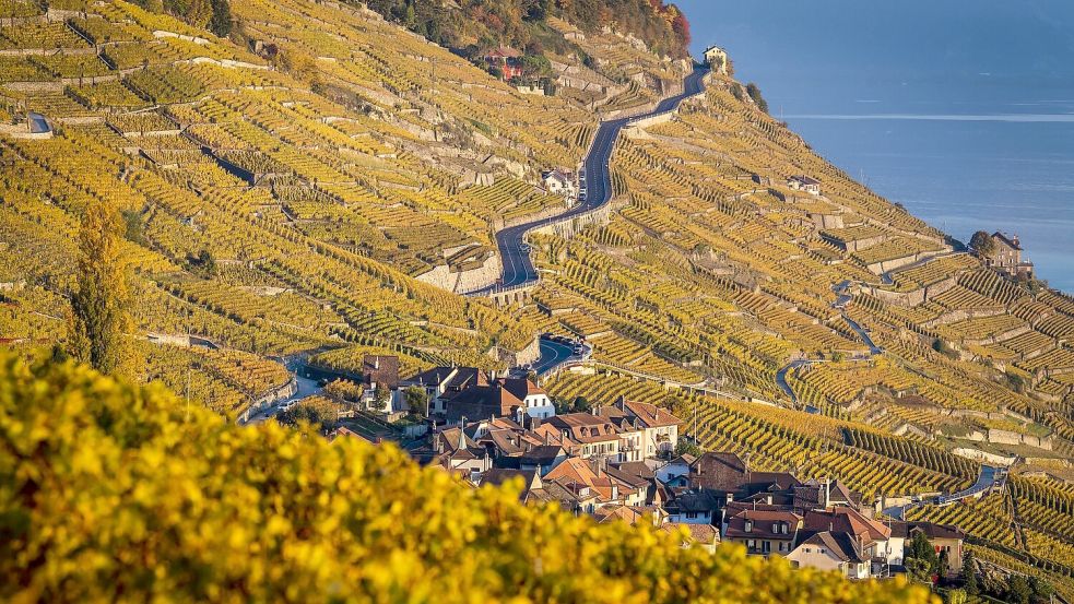 Der Kanton Waadt ist durch Weinanbau geprägt. (Archivbild) Foto: Jean-Christophe Bott/KEYSTONE/dp