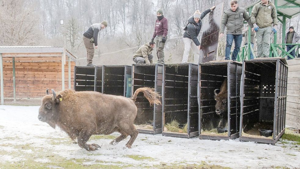 Schnell raus aus der Kiste - das Leben in Freiheit ist für die Tiere neu (Handoutbilder). Foto: Emil Khalilov/Zoo Berlin/dpa