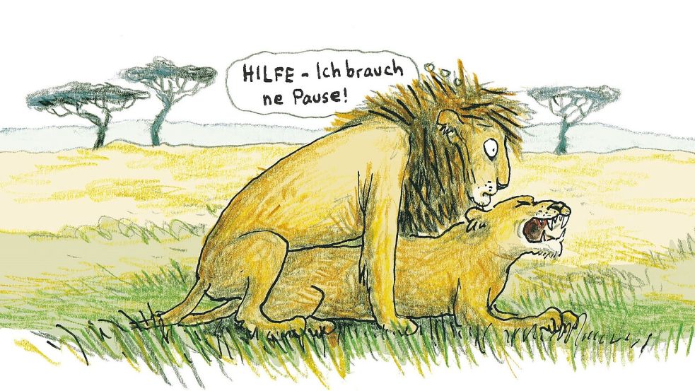 Diese Löwen sind zu anstößig, um beim US-Sender Fox News gezeigt zu werden. Abbildung aus dem Buch „Liebesleben der Tiere“ von Katharina von der Gathen und Anke Kuhl. Foto: Anke Kuhl /Klett Kinderbuch Verlag