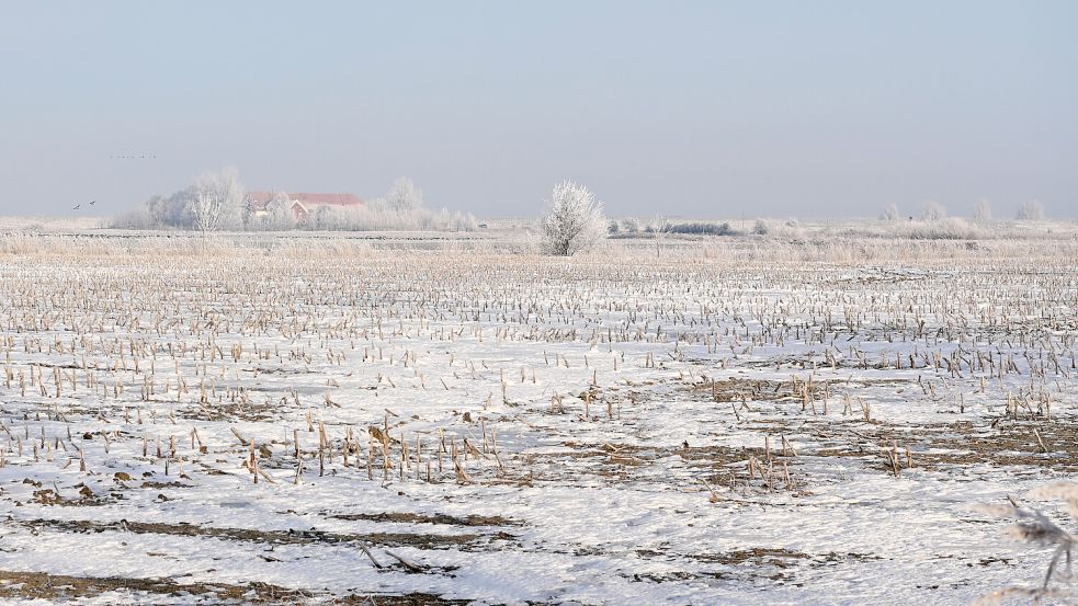 Grob gilt: Kälte ist wichtig für eine reiche Getreideernte. Foto: Heinz Wagenaar