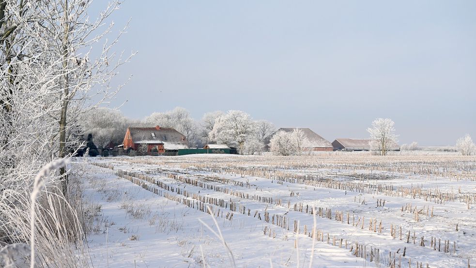 Zu kalt darf es auch nicht werden. Eine Schneedecke schützt die Getreidepflanzen jedoch. Foto: Heinz Wagenaar