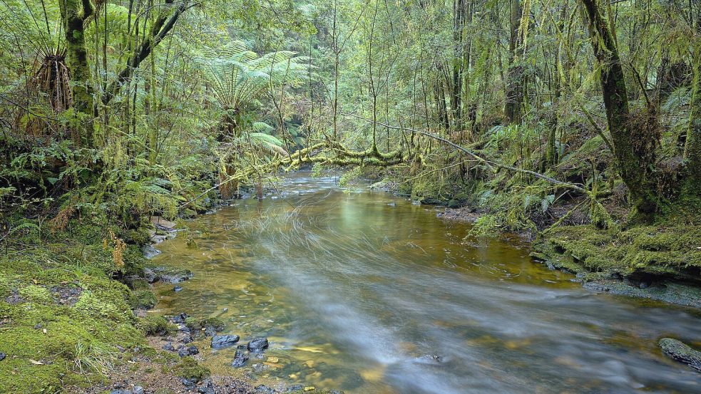 Jährlich verschwinden Wanderer in den dichten Regenwäldern Australiens und Tasmaniens. Die Suche nach ihnen gestaltet sich aufgrund des Dickichts als schwer. Foto: imago/UIG