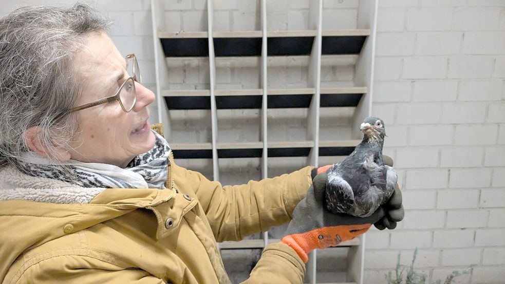 Barbara Deppes „Intensivpatientin“: Eine Taube, der der Unterschnabel fehlt, wird zweimal täglich gefüttert. Foto: Wienken