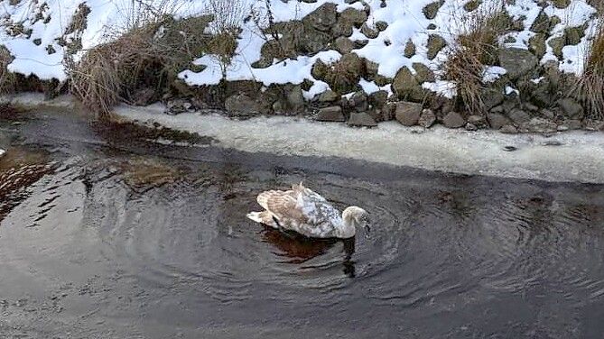 Eine angeblich eingefrorene Gans wurde von einem Passanten in Holterfehn gemeldet – doch mit dem Tier war alles in Ordnung. Foto: Feuerwehr Holterfehn