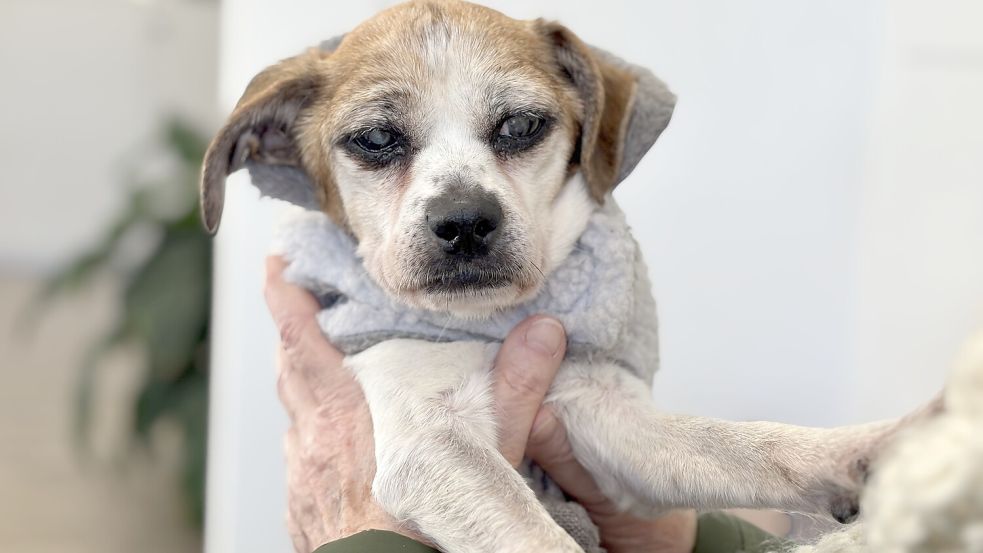 Vor ein paar Tagen schaute Ursula Cassens mit Emma in der Redaktion vorbei. Foto: Marion Janßen