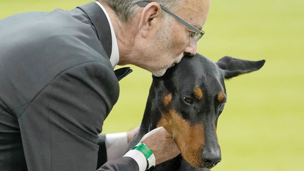 Wer bei der weltberühmten Westminster-Hundeshow den wichtigsten Preis gewinnt, wird oft zu einem Star. Foto: Yuki Iwamura/AP/dpa