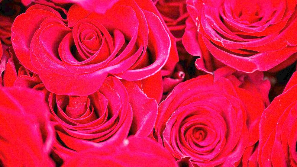 Rosen zählen zu den beliebtesten Valentinstagsgeschenken. Foto: Pia Bayer/dpa