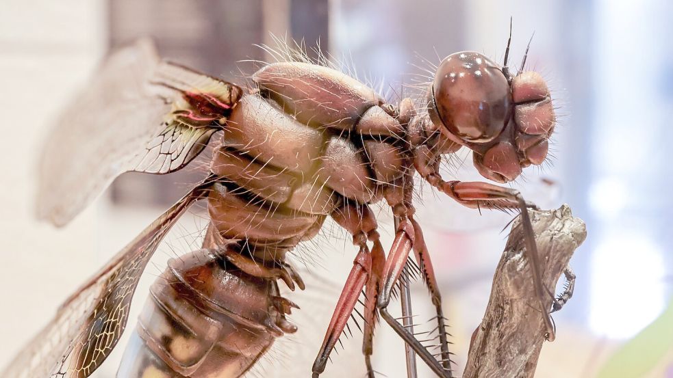 Osnabrück: Eröffnung Sonder-Ausstellung Facettenreiche Insekten Sie sind winzig und doch großartig. 03.02.2026 Foto: Jörn Martens Foto: Jörn Martens