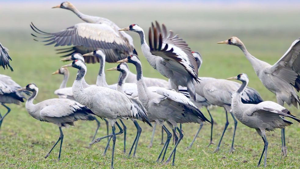 Kraniche stehen Anfang Februar auf einem Feld in Brandenburg Foto: Patrick Pleul