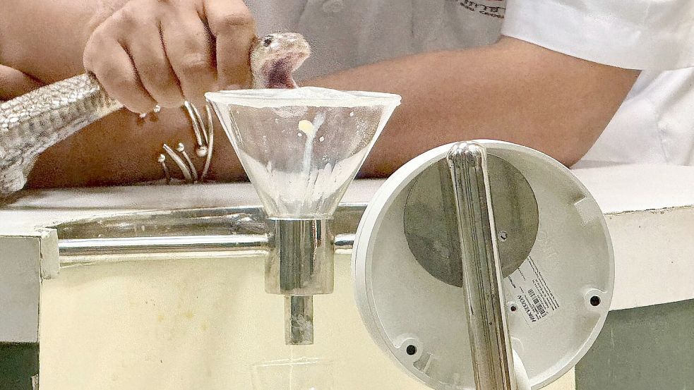 In der Schlangenfarm in Bangkok können Besucher beobachten, wie Schlangen gemolken werden. Foto: Carola Frentzen/dpa