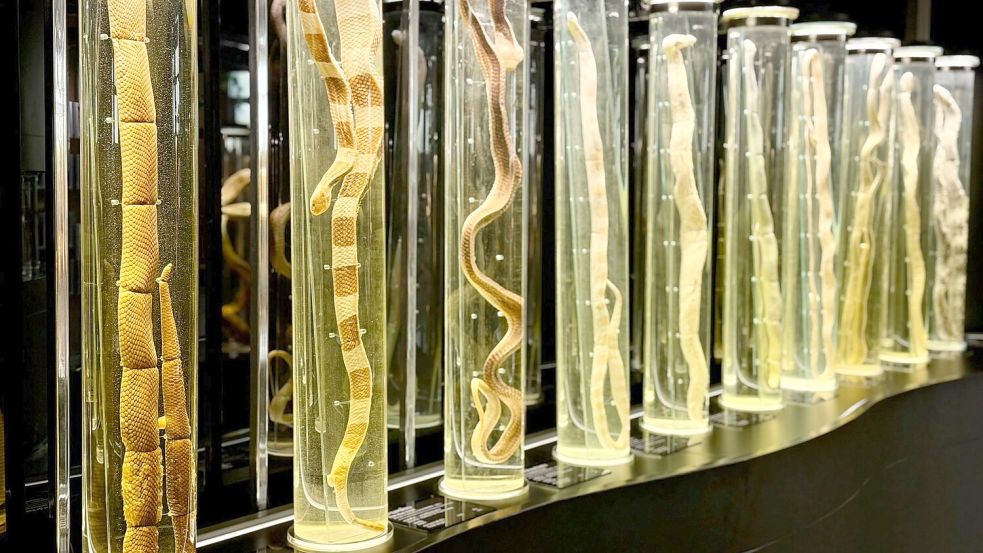 Im angegliederten Schlangenmuseum können Besucher alles über die faszinierenden Tiere lernen. Foto: Carola Frentzen/dpa