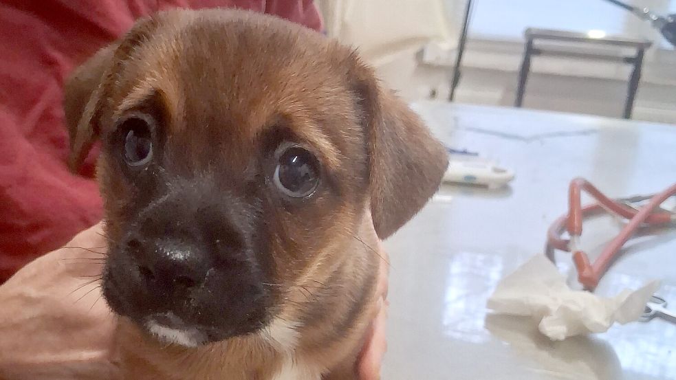 Ray ist einer von drei Hundewelpen, die Ende Dezember in Rhauderfehn einfach ausgesetzt worden sind. Fotos: privat