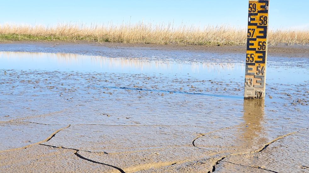 Die Schlickschicht in der Kleipütte wuchs an. Foto: Tatjana Gettkowski/Archiv
