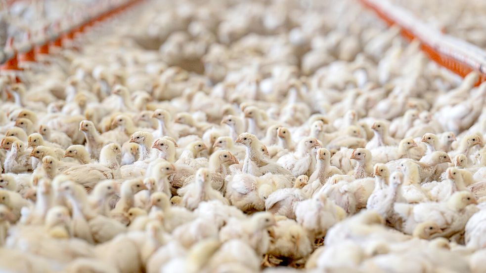 Masthähnchen stehen in einem Stall. Foto: DPA