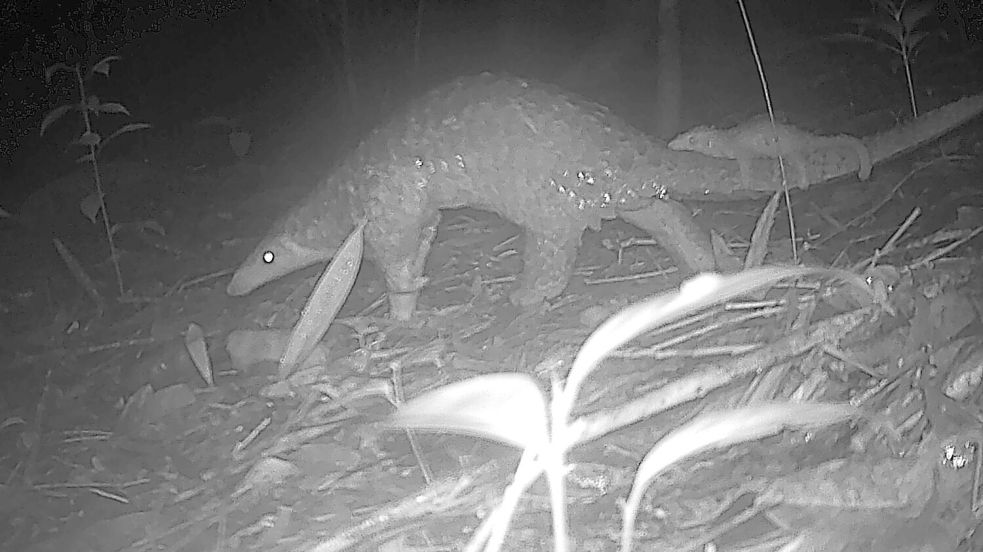 Sunda-Schuppentiere sind vor allem wegen Wilderei und Lebensraumverlust vom Aussterben bedroht. Foto: Fauna&Flora/XinHua/dpa