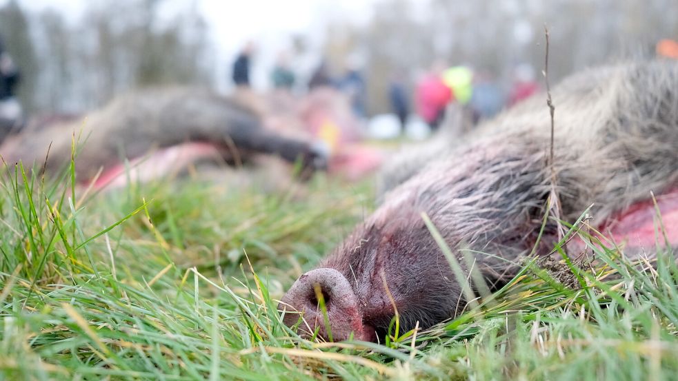Nach einer Treibjagd liegen tote Wildschweine am Sammelplatz. Dieses Foto entstand 2024 in Sachsen. Foto: Sebastian Willnow/dpa