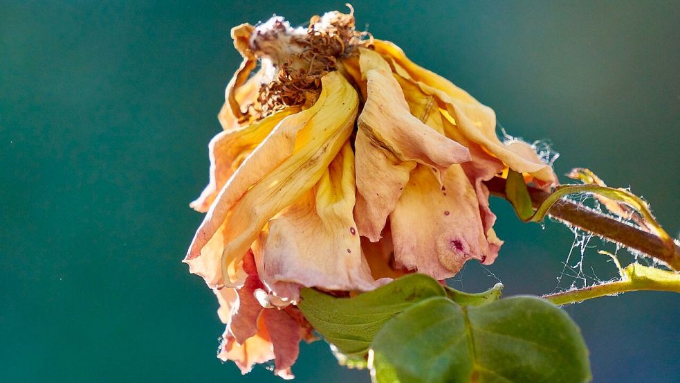 Romantik? Eher Fehlanzeige bei den Dates, von denen drei Reporterinnen berichten. Foto: Pixapay