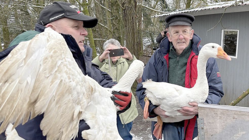 Ludwig Smidt (rechts) und sein Bruder Freerk Uden-Smidt holen die Gänse aus dem Bollerwagen. Foto: Lasse Paulsen