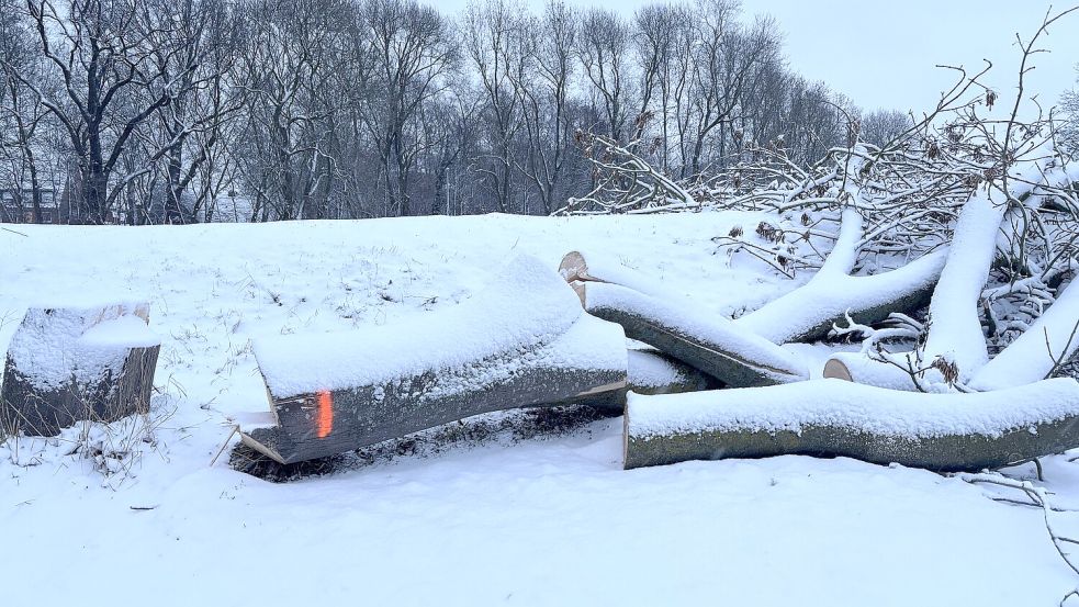 Bäume liegen zersägt an den Rändern der Parkwege. Das Foto ist Montagmorgen entstanden.