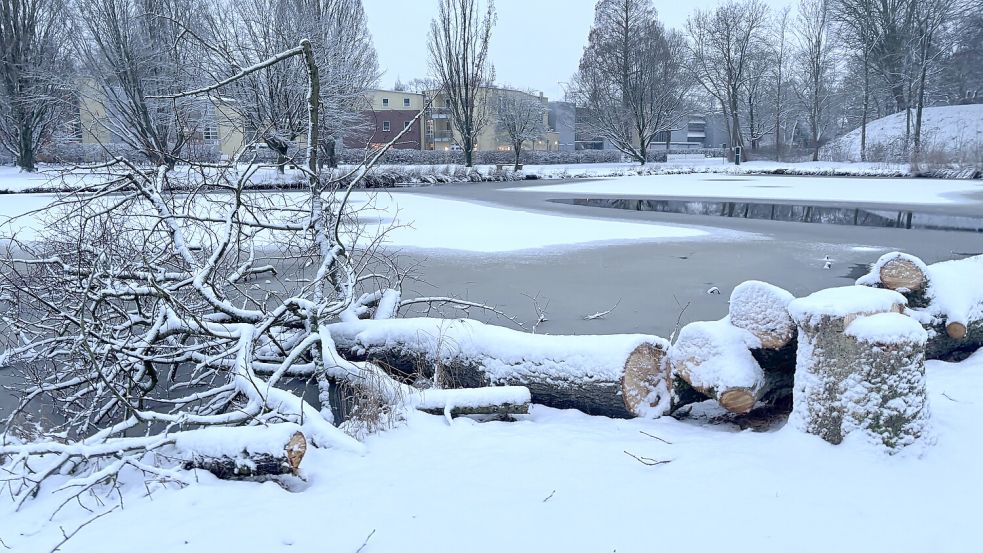 Ein Baum ist in den Teich gefallen.