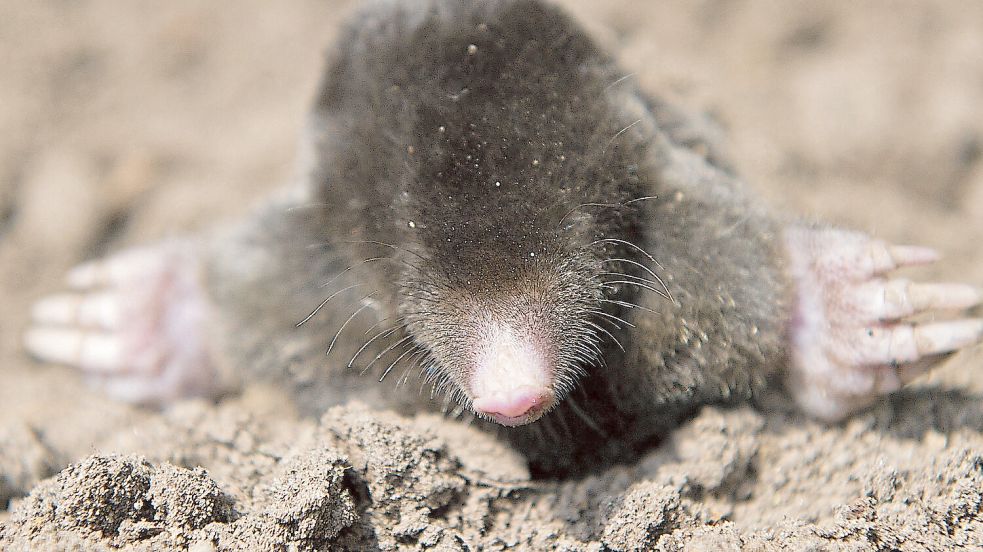 44 Jahre war der Ehering eines 86-Jährigen im Kreis Lippe verschollen. Nun buddelte ein Maulwurf diesen wieder aus. Foto: dpa/Patrick Pleul