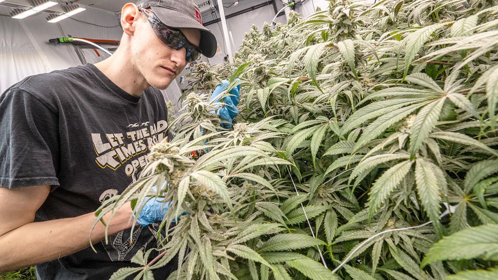 Dominic Nannen, Mitglied des Vereins „Grüner Anker Norden“, investiert viel Zeit in den Anbau von Cannabis. Foto: Klaus Ortgies