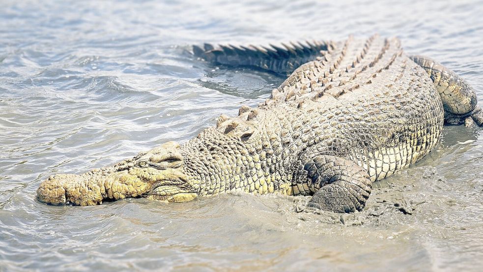 Ein Krokodil im seichten Wasser: In Indonesien gibt es immer wieder tragische Begegnungen zwischen Mensch und Reptil. Foto: IMAGO/McPHOTO/M. Gann