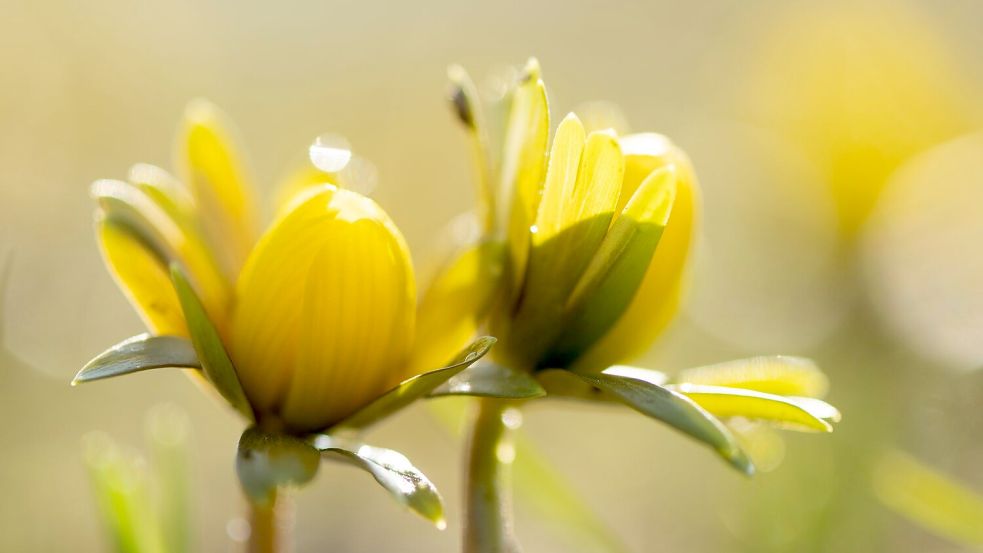 Manche Menschen reagieren stärker als andere auf Wetteränderungen. (Symbolbild) Foto: Sebastian Kahnert