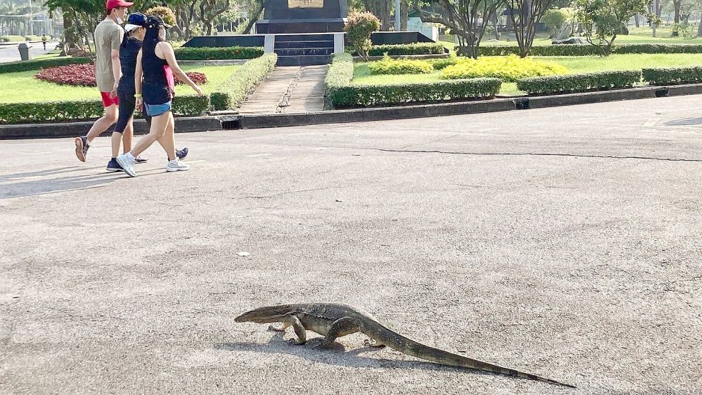 Manche erstarren vor Schreck, andere sind längst an die Riesenechsen in Bangkok berühmtestem Park gewöhnt. Foto: Carola Frentzen/dpa