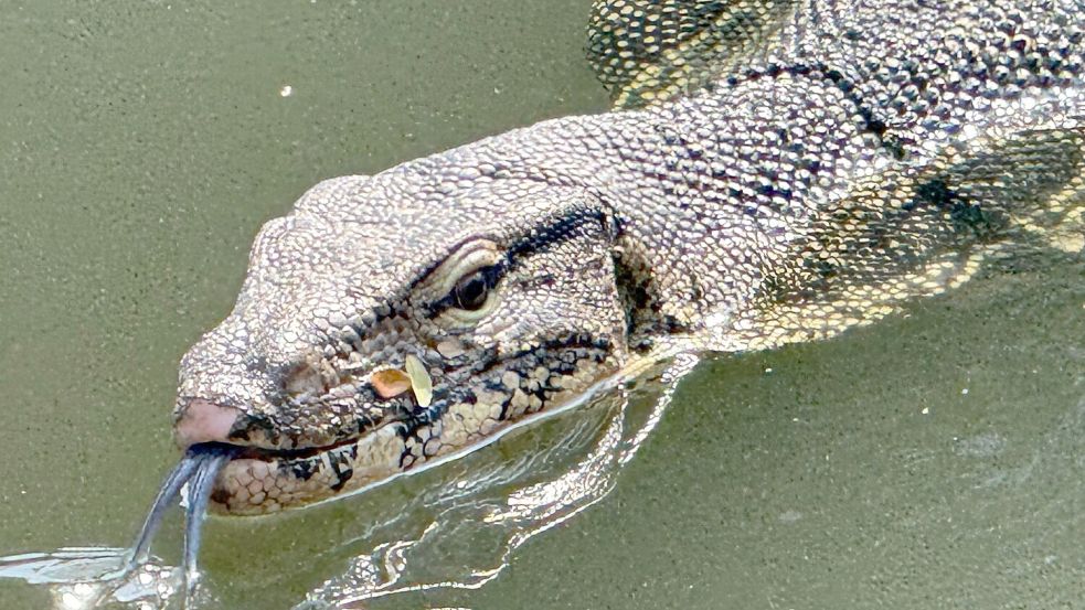 Oft lassen die Riesenechsen ihre dunkle, gespaltene Zunge hervorschnellen. Foto: Carola Frentzen