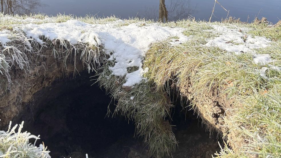 Ein tiefes Loch in der Deichkrone am Burlage-Langholter Tief: Im Inneren verlaufen Gänge – der Leda-Jümme-Verband vermutet Nutrias als Ursache. Foto. Horst Kruse