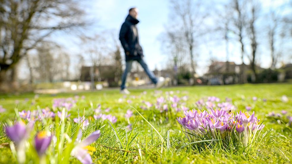 Der Frühling naht: Die Blumen sprießen und es wird langsam, aber sicher, wärmer. Foto: dpa/Sina Schuldt