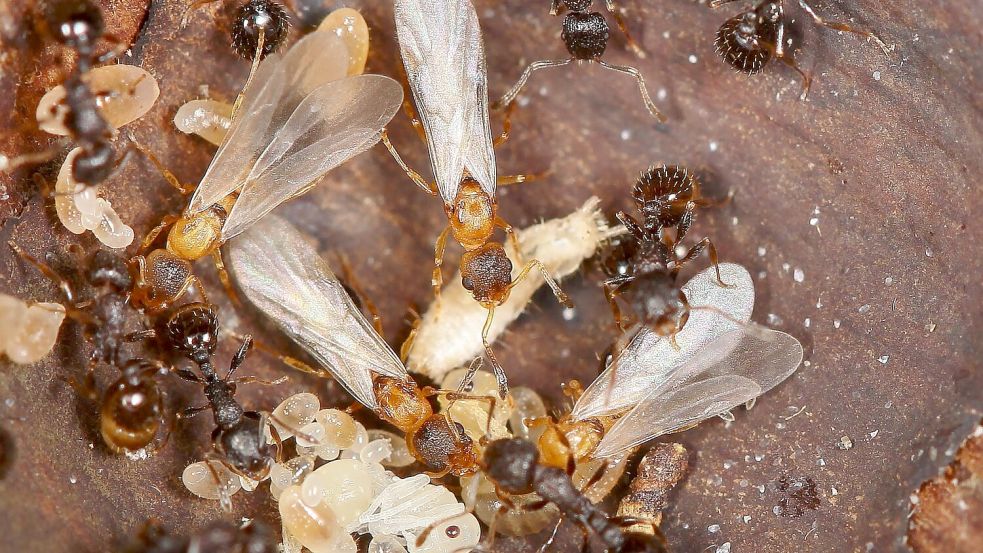 Hellbraune, geflügelte Ameisenköniginnen überfallen den Staat einer anderen Art und lassen dort den eigenen Nachwuchs aufziehen. Foto: Kyoichi Kinomura/Universität Reg